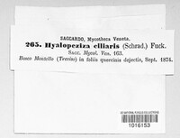 Hyalopeziza ciliaris image